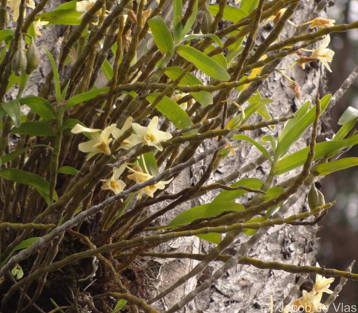 Dendrobium heterocarpum Wall. ex Lindl.